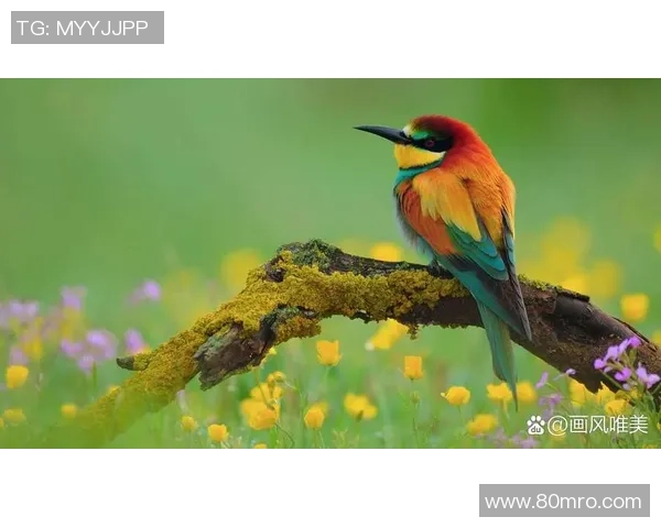 足球调色盘：探索足球世界中的色彩与情感交织之美